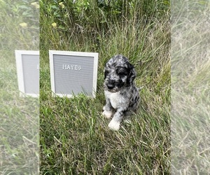 Saint Berdoodle Puppy for sale in WAUSEON, OH, USA