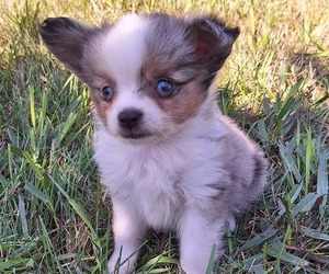 Miniature Australian Shepherd Puppy for sale in FAIRVIEW, SD, USA