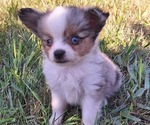 Small Miniature Australian Shepherd