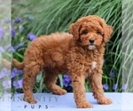 Small #3 Goldendoodle (Miniature)