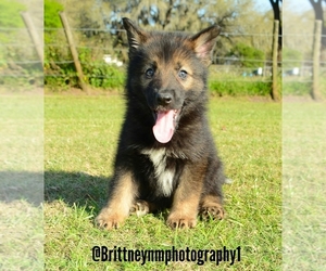 German Shepherd Dog-Siberian Husky Mix Puppy for sale in MULBERRY, FL, USA