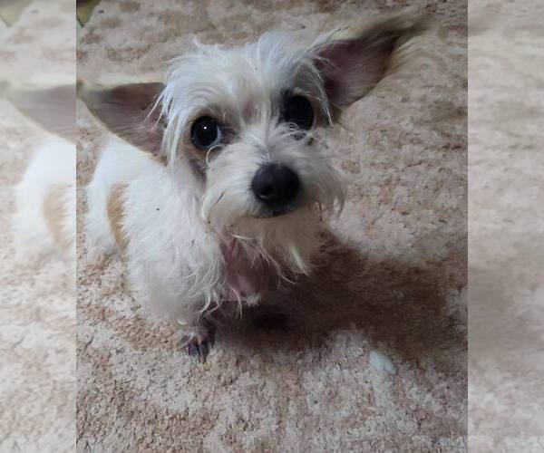 Medium Photo #2 Mutt Puppy For Sale in New York, NY, USA