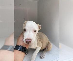 American Pit Bull Terrier Dogs for adoption in Houston, TX, USA