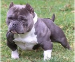 Small American Bully