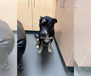 American Pit Bull Terrier-Labrador Retriever Mix Dogs for adoption in Corpus Christi, TX, USA