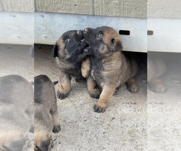 Medium Photo #2 Belgian Malinois Puppy For Sale in GARDENA, CA, USA