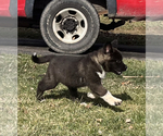 Small Photo #4 Akita Puppy For Sale in SOMERSET, NJ, USA