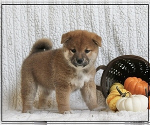 Shiba Inu Puppy for sale in FULTON, MO, USA
