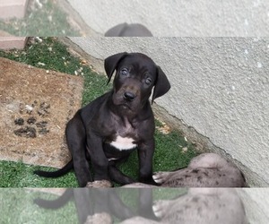 Great Dane Puppy for sale in N LAS VEGAS, NV, USA
