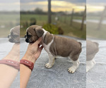 Small Photo #2 French Bulldog Puppy For Sale in COXS CREEK, KY, USA