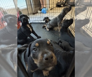 American Pit Bull Terrier-Doberman Pinscher Mix Puppy for sale in LONGWOOD, FL, USA