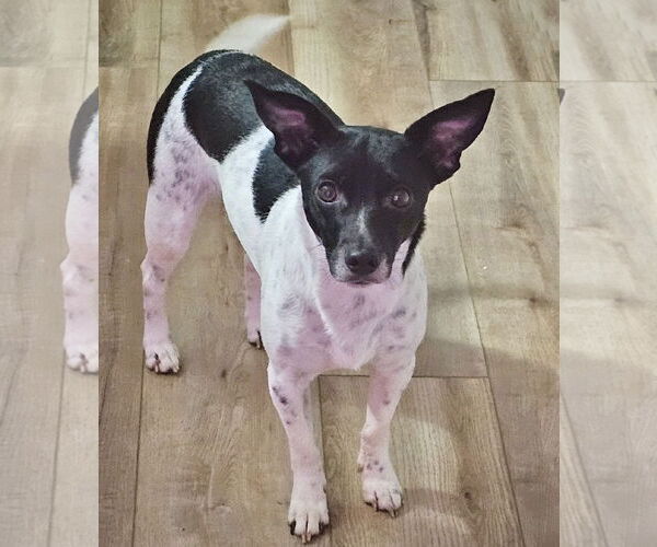 Medium Photo #1 Rat Terrier Puppy For Sale in Atlanta, GA, USA