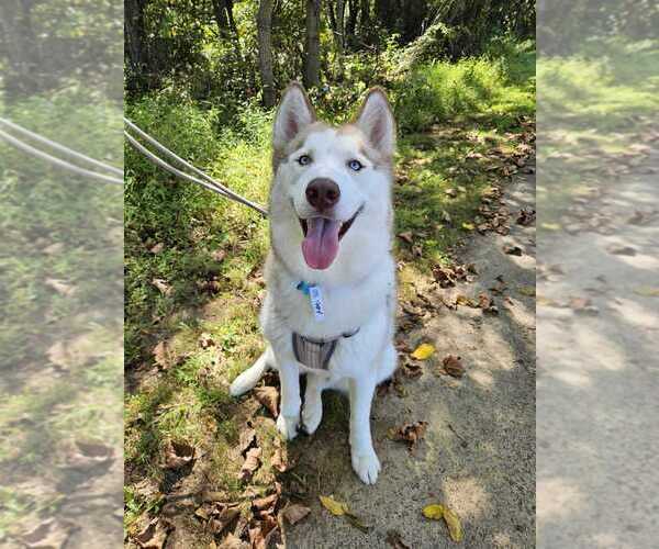 Medium Photo #13 Siberian Husky-Unknown Mix Puppy For Sale in Bethesda, MD, USA
