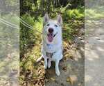 Small #12 Siberian Husky Mix