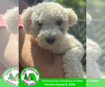 Small Bichon Frise