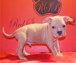 Small Photo #10 American Bully Puppy For Sale in TRENTON, NJ, USA