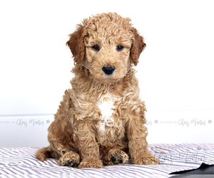 Goldendoodle (Miniature) Puppy for sale in SINKING SPG, PA, USA