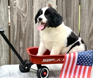 Sheprador Puppy for sale in COLUMBUS, GA, USA