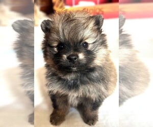 Pomeranian Puppy for sale in LISLE, IL, USA