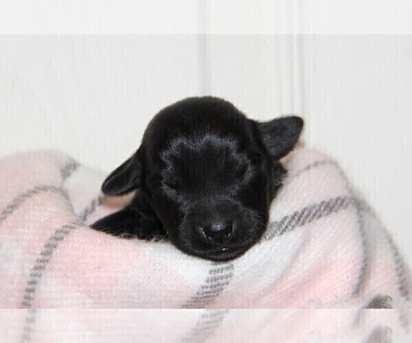 Medium Photo #2 Labrador Retriever Puppy For Sale in HYDE PARK, VT, USA