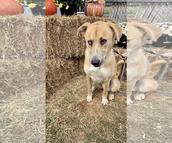 Medium Photo #14 Retriever -Unknown Mix Puppy For Sale in Rustburg, VA, USA