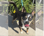 Small #1 Chihuahua Mix