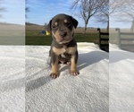 Small Photo #8 Catahoula Leopard Dog Puppy For Sale in GERMANTOWN, IL, USA