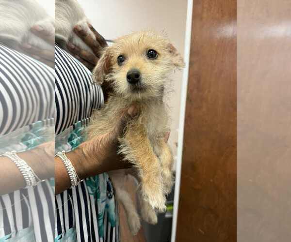 Medium Photo #2 Mutt Puppy For Sale in Holly Springs, NC, USA
