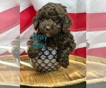 Puppy Gray collar Poodle (Miniature)