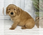 Small Photo #6 Golden Retriever Puppy For Sale in FREDERICKSBURG, OH, USA