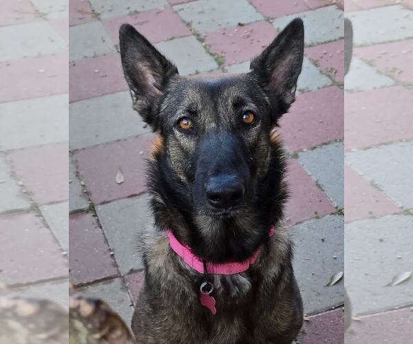 Medium Photo #15 German Shepherd Dog Puppy For Sale in Houston, TX, USA