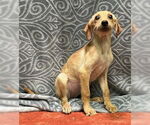 Small #1 Labrador Retriever Mix