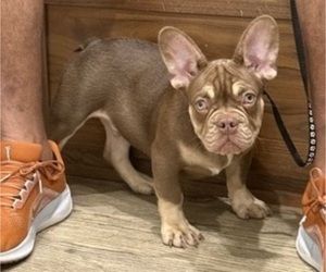 French Bulldog Puppy for sale in SAN ANTONIO, TX, USA