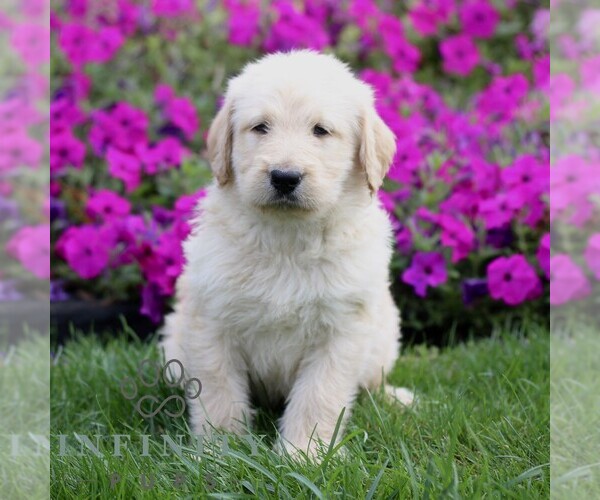 Medium Photo #3 Labradoodle mix (+ Poodle Standard) Puppy For Sale in RONKS, PA, USA