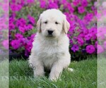 Max - Male Labradoodle mix (+ Poodle Standard) Puppy for Sale - Photo #3