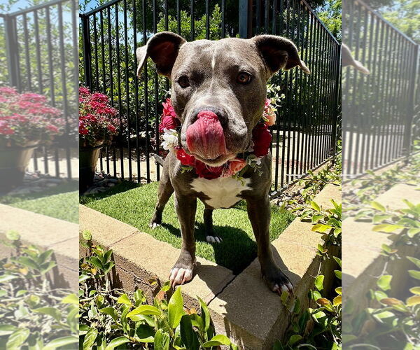 Medium Photo #13 American Pit Bull Terrier-American Staffordshire Terrier Mix Puppy For Sale in Redlands, CA, USA