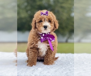 Goldendoodle (Miniature) Puppy for sale in FROSTPROOF, FL, USA
