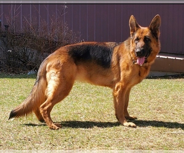 Medium Photo #1 German Shepherd Dog Puppy For Sale in MANTON, MI, USA