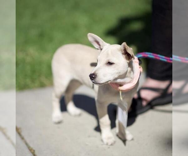 Medium Photo #22 Chug Puppy For Sale in San Diego, CA, USA