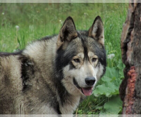 View Ad: Wolf Hybrid Puppy for Sale near Montana, SAINT IGNATIUS, USA ...