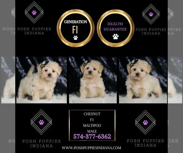 Medium Photo #27 Maltipoo (Miniature) Puppy For Sale in WARSAW, IN, USA