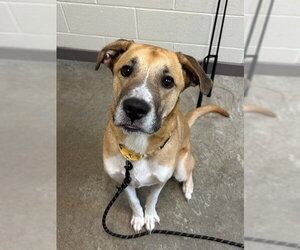 Labrador Retriever-Unknown Mix Dogs for adoption in Waterford, VA, USA