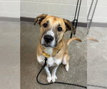 BUSTER - Male Labrador Retriever-Unknown Mix Dog for Adoption - Small photo