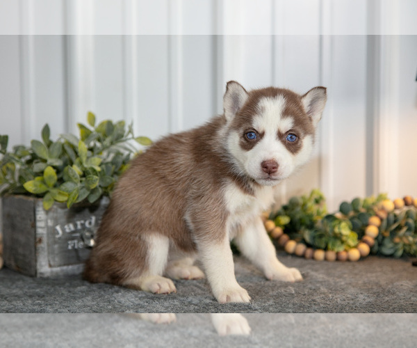 Medium Photo #11 Siberian Husky Puppy For Sale in SHREVE, OH, USA