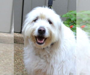Great Pyrenees-Unknown Mix Dogs for adoption in Enfield, CT, USA