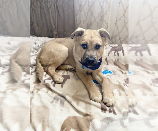 Medium Photo #3 Mutt Puppy For Sale in Springdale, PA, USA