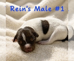 Medium Jack Russell Terrier
