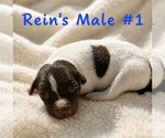 Puppy Male 1 Jack Russell Terrier
