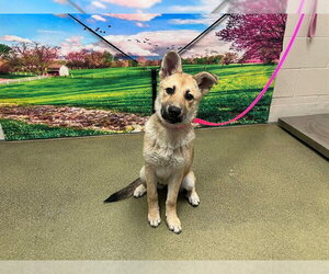 German Shepherd Dog-Unknown Mix Dogs for adoption in Moreno Valley, CA, USA