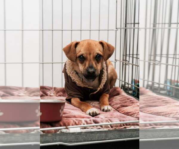 Medium Photo #1 Chihuahua-Unknown Mix Puppy For Sale in Visalia, CA, USA